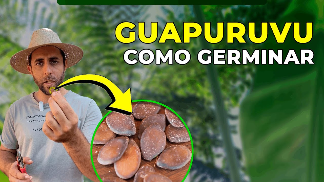 Como germinar a semente de Guapuruvu - Schizolobium parahyba
