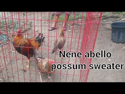 NENE ABELLO possum 226 trio😍😍