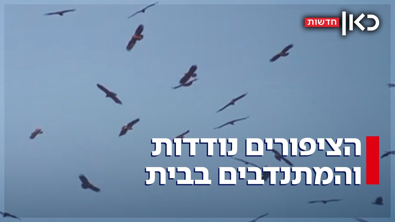 בגלל החרם: המתנדבים הקבועים מהעולם לא יגיעו לחזות בעונת הנדידה בישראל