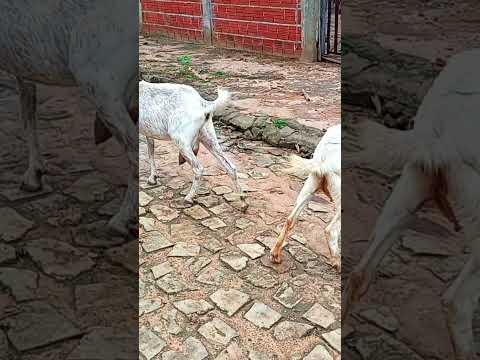 Giro Missionário Cidade Várzea Branca PI.