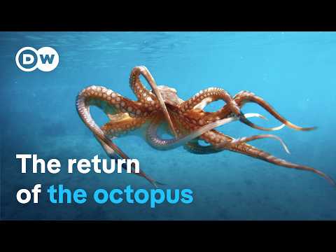 Octopus Under Threat -Searching For Clues Around The Mediterranean | Dw Documentary