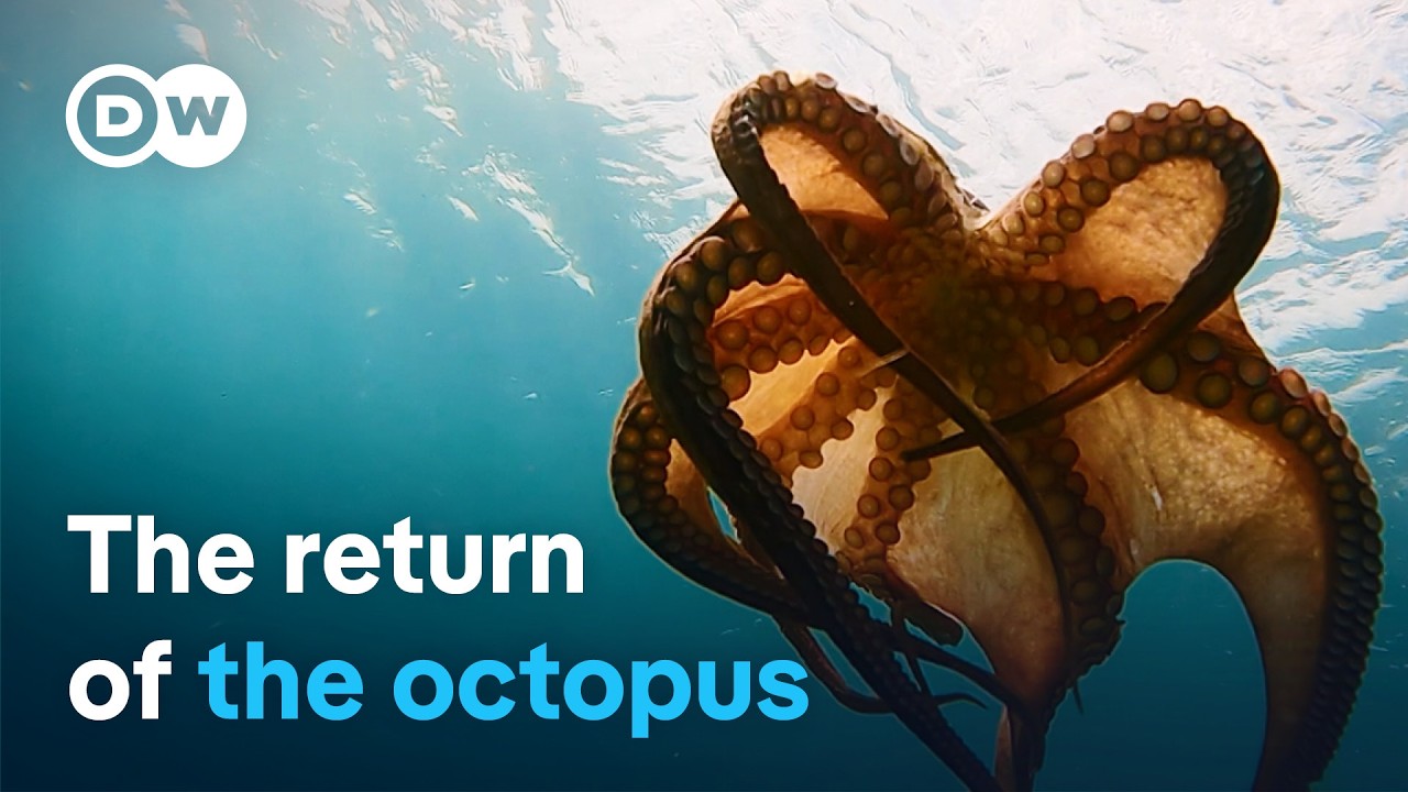 Octopus under threat - Searching for clues around the Mediterranean | DW Documentary