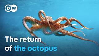 Octopus under threat - Searching for clues around the Mediterranean | DW Documentary