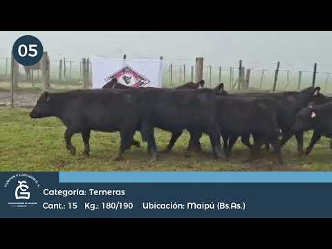 Lote Terneras Maipu Bs As