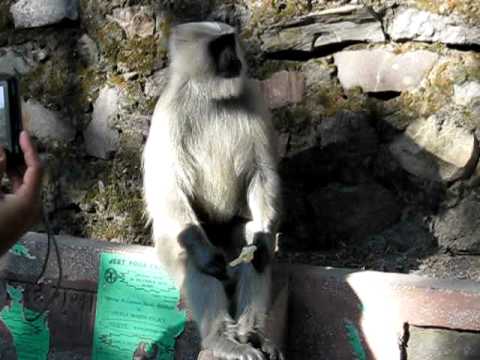 Funny  vervet monkey doesn`t like icecream! India, Rishikesh!
