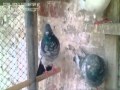 Pigeons Nawabshah