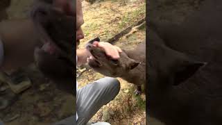 🇪🇨 Petting Wild Tapir in Ecuador with Waorani Tribe #shorts