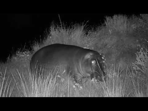 Djuma: Lone large Hippo female going off to graze - 01:35 - 04/21/2023
