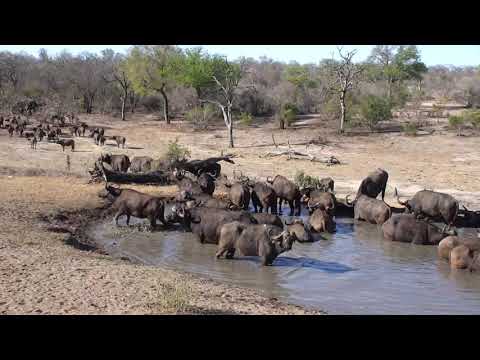 Djuma: Breeding herd of Buffalo  - 15:47- 10/26/18