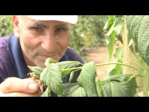 Može bolje ep. 27 12.08.2017. - Proizvodnja maline