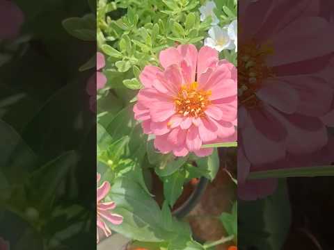 🌼 These Zinnias Made My Terrace Come Alive 😍 #ZinniaFlowers #ZinniaBloom #FlowerShorts #GardenVibes