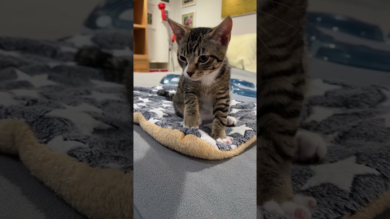 Avery, a ADOPTABLE Domestic Short Hair in New York, NY video 6/6