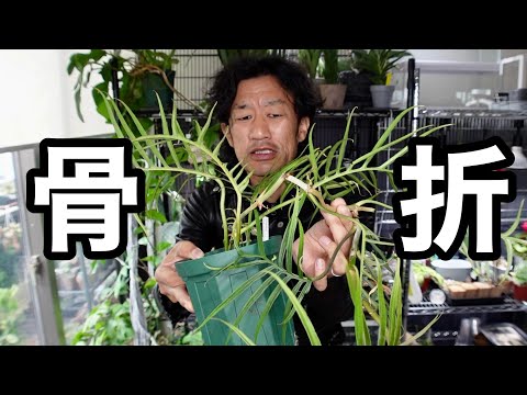 折れた木の枝を修復するにはどうすればよいですか?シンプルな解決策があります。  庭園