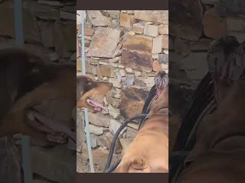 Dogs attack at snake😱😱#shorts #youtubeshorts