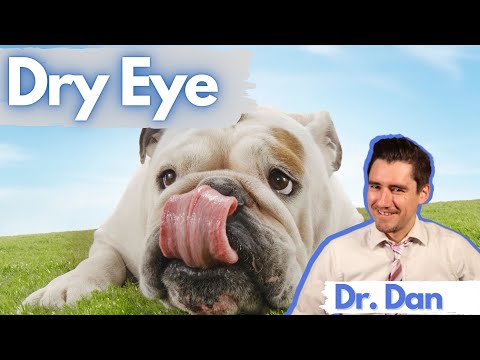 Dog Dry Eye: Dr. Dan covers dog dry eye- Diagnosis and treatment of Dog Dry Eye.
