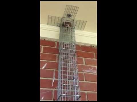 Squirrel Controller And One Way Trap