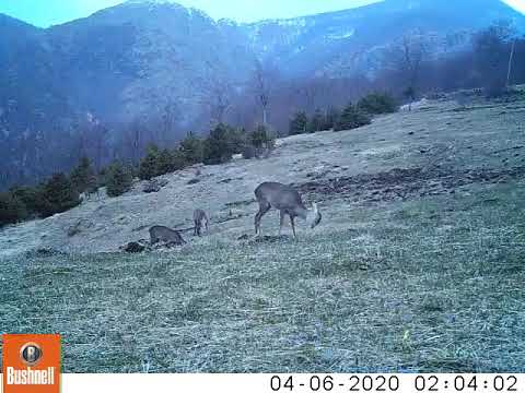 Familja e kaprollit duke kullotur