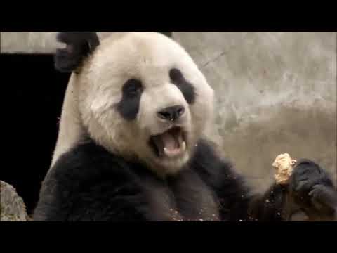Best Documentary | National Geographic | Life Of Panda