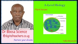 Plant Tissues-A level biology