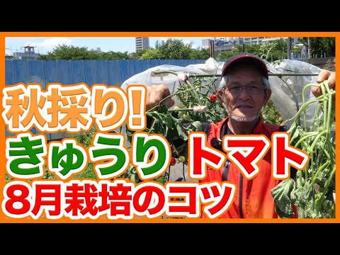 , title : '家庭菜園や農園で秋採りキュウリ栽培とトマト栽培！8月お世話と収穫を成功させるコツを徹底解説！/Tips for growing tomatoes and cucumbers in August.'