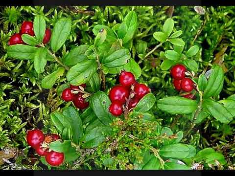 Bellaccord Electro - Alfrēds Poriņš - Brūklenājs