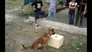preview picture of video 'MANALO K9's Bomb Dog Impromptu Demo (VINTAGE VIDEO)'