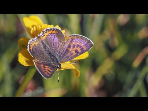 motyl czerwończyk fioletek ( Lycaena helle; Violet copper butterfly )
