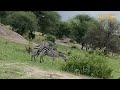 Zebra MATING
