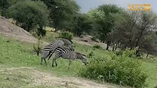 |#zebra MATING 🦓🦓|