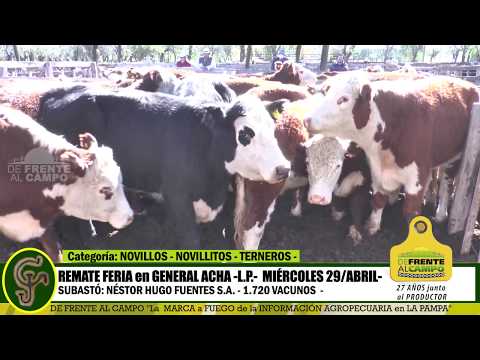 DE FRENTE AL CAMPO junto al SECTOR PRODUCTIVO - REMATE NHF S.A. -29/ABRIL -GRAL. ACHA -L.P.-PARTE 1-