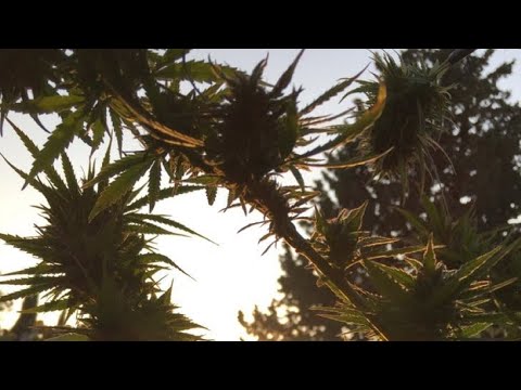 𝐀𝐘𝐀 𝐍𝐀𝐊𝐀𝐌𝐔𝐑𝐀 • 𝐃𝐞𝐞𝐉𝐚𝐲 𝐊𝐞𝐥𝐭𝐎𝐧 • 𝐂𝐎𝐌𝐏𝐎𝐑𝐓𝐄𝐌𝐄𝐍𝐓 💥