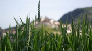 Terra di Resilienza: l'agricoltura sociale tra cultura e coltura - Io faccio cos