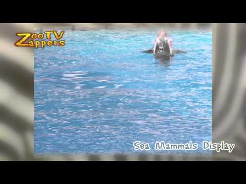 ZooZappers - Sea mammals display