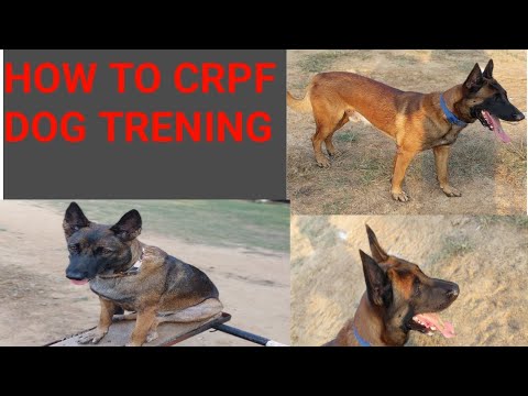 HOW TO CRPF DOGS TRENING 🐕 CRPF DOGS SQUAD