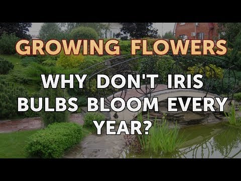 How to Grow Lantana From Saved Seeds