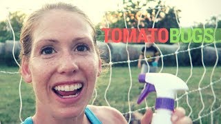 Solving the Tomato Bug Problem