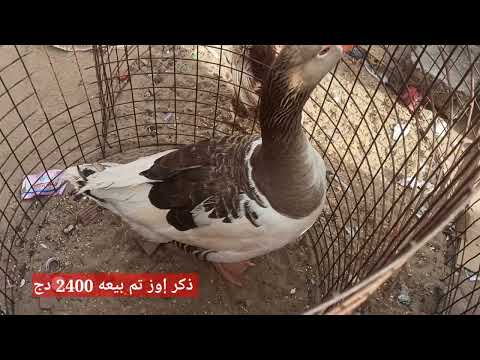 سوق الدواجن والطيور بواد سوف 10مارس 2023