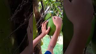 Download lagu Siang Siang, Petik Kelapa Muda Langsung Dari Pohon, Segarrrr!!! mp3