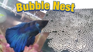 Why do Betta Fish Building Bubble Nest | #shorts
