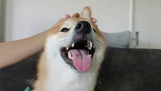 祭りの主役はみた。#柴犬#犬との暮らし#日常#面白い#かわいい#癒し#shibainu