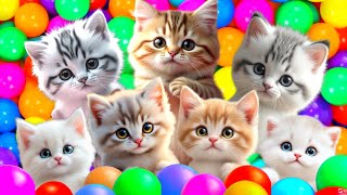 Download lagu ANAK KUCING MEONG MEONG | Lagu Anak Anak | Lagu Anak Indonesia Populer Si Meong Kucing Lucu mp3