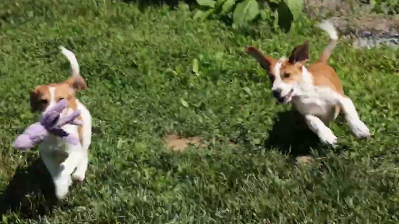 Enlarge Walnut-Available www.lhar.dog to apply, an adoptable mixed breed in Frederick, MD video 5/6