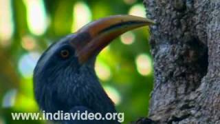 Malabar Grey Hornbill or Ocyceros griseus