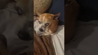 Video preview image #1 Chihuahua Puppy For Sale in Boonton, NJ, USA