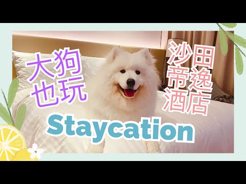 香港Staycation(上)✈️｜大狗也玩Dogcation⛺️|西摩Tako遊沙田帝逸酒店｜Room Tour篇🔹Big Dog Channel