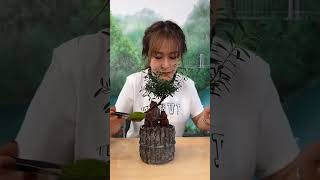 Download lagu bonsai trees for beginners mp3
