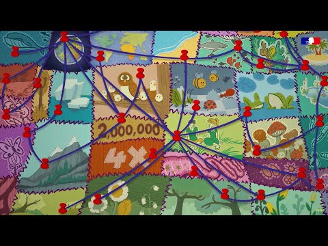 Le B.A-BA de la biodiversité : la biodiversité, c'est la vie !