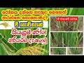 වී වගාවේ බහුලව දක්නට ලැබෙන රෝග හඳුනාග�