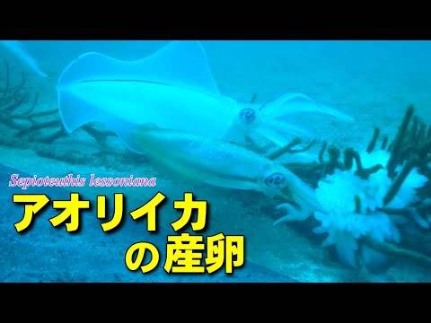アオリイカの産卵