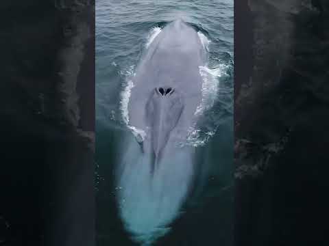 , title : 'Blue Whale: The Largest Animal In The World'